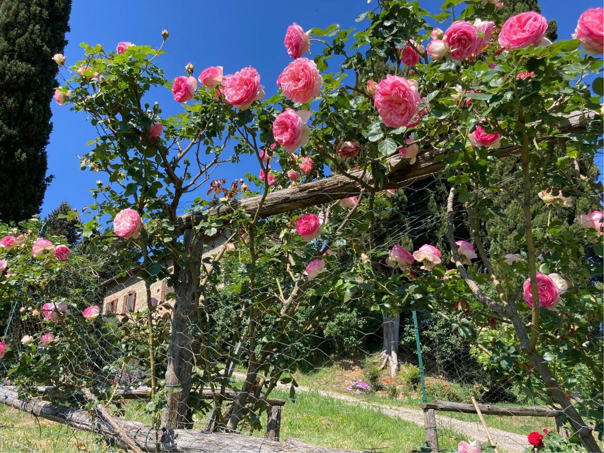 Agriturismo Il Caio チェトーナ エクステリア 写真
